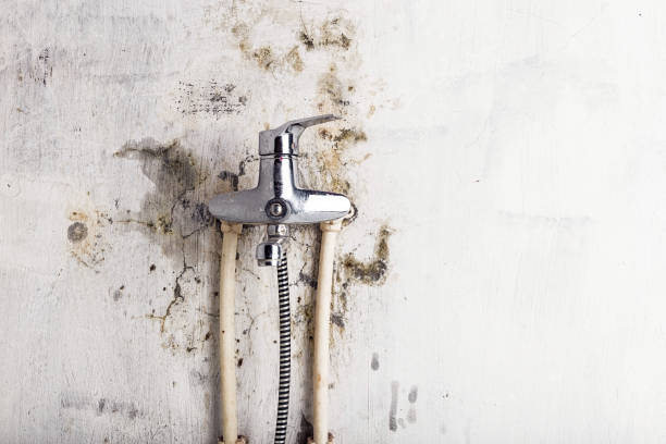Best Mold Remediation for Schools in Canutillo, TX