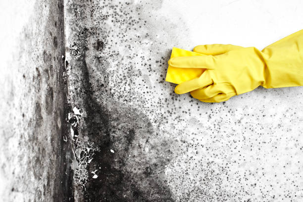 Best White Mold Remediation in Canutillo, TX