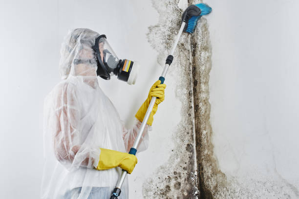 Best Mold Remediation for Specific Building Types in Canutillo, TX