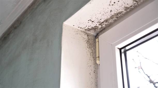 Best Health and Safety Mold Remediation in Canutillo, TX