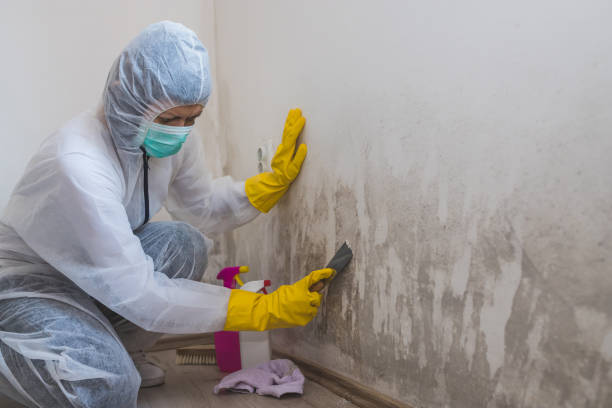 Best Emergency Mold Remediation in Canutillo, TX
