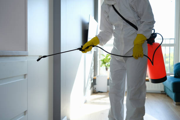 Best Insurance-Related Mold Remediation in Canutillo, TX