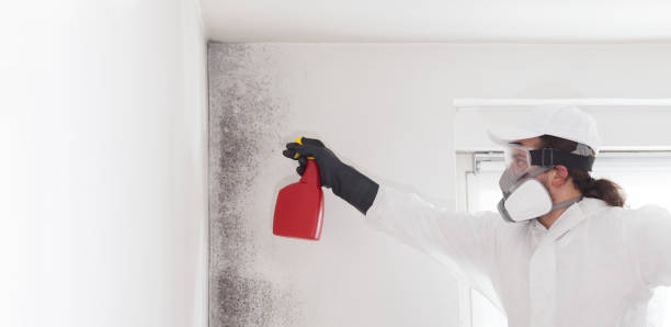 Best Basement Mold Remediation in Canutillo, TX