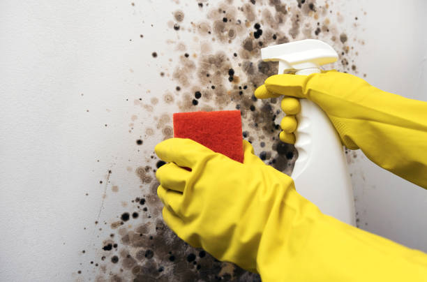 Best Kitchen Mold Remediation in Canutillo, TX