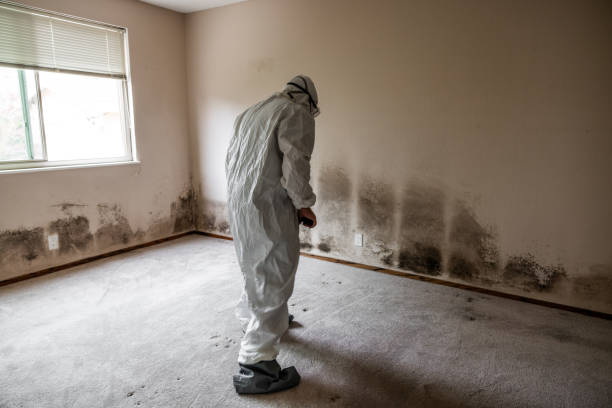 Best Crawl Space Mold Remediation in Canutillo, TX