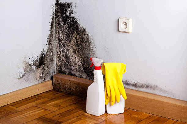 Best Bathroom Mold Remediation in Canutillo, TX